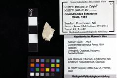 Foto (Objket + Etiketten) von Goniodromites bidentatus (Reuss, 1859) 